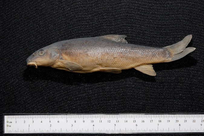 Image ZSM-PIS-035642|ZSM-BayFi 05974 of sample ZSM-PIS-035642|ZSM-BayFi 05974 (species: Barbus barbus) / © LGL_SNSB/ZSM