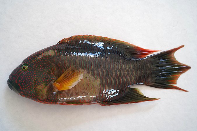 Image S028-1 of sample S028 (species: Cheilinus trilobatus) / © Prof. Dr. Reinhold Hanel