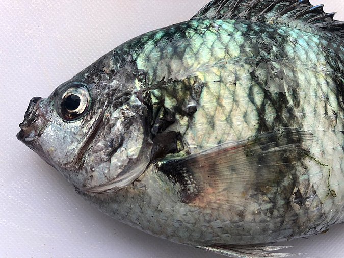 Image S267-2 of sample S267 (species: Abudefduf sexfasciatus) / © Prof. Dr. Reinhold Hanel