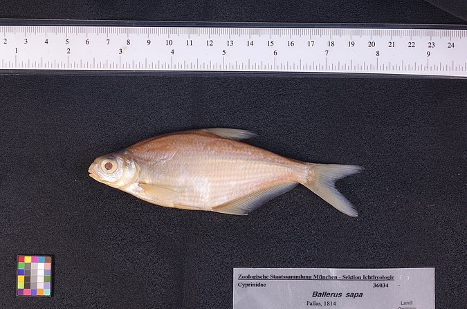 Image ZSM-PIS-036034|ZSM-BayFi 06660 of sample ZSM-PIS-036034|ZSM-BayFi 06660 (species: Ballerus sapa) / © LGL_SNSB/ZSM