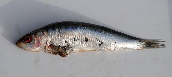 Image MA037-1 of sample MA037 (species: Sardina pilchardus) / © Prof. Dr. Reinhold Hanel