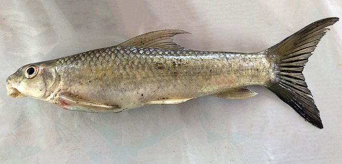 Image P5-1 of sample P5 (species: Labeo cylindricus) / © Prof. Dr. Reinhold Hanel