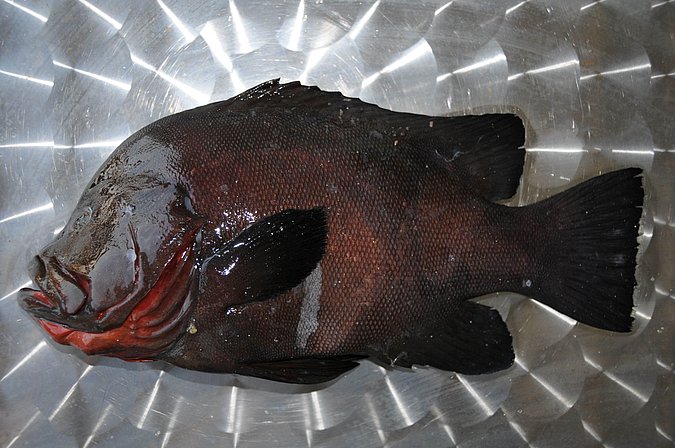 Image O030-1 of sample O030 (species: Aethaloperca rogaa) / © Prof. Dr. Reinhold Hanel