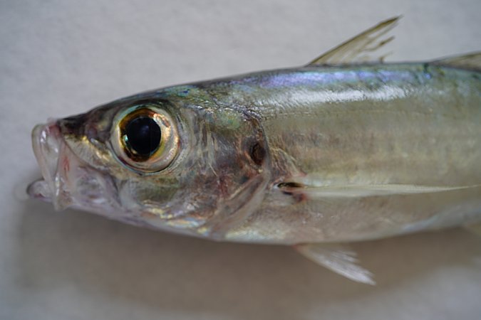 Image S132-2 of sample S132 (species: Selar crumenophthalmus) / © © Johann Heinrich von Thünen Institute