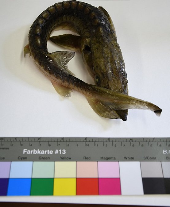 Image Acipenser_sturio_LGL_S3 of sample Acipenser_sturio_LGL_S3 (species: Acipenser sturio) / © Prof. Dr. Reinhold Hanel