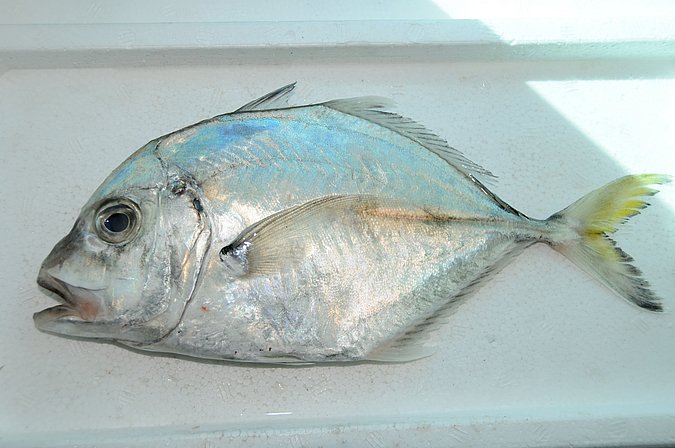 Image IR048-1 of sample IR048 (species: Platycaranx malabaricus) / © Prof. Dr. Reinhold Hanel