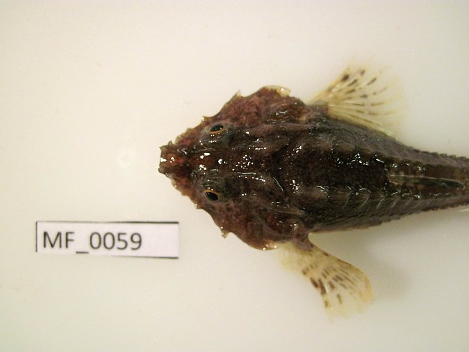 Image MF059-2 of sample MF059 (species: Agonus cataphractus) / © Prof. Dr. Reinhold Hanel