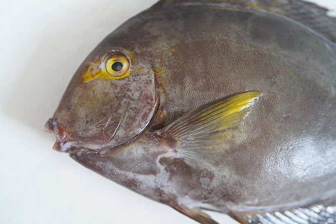Image S070-8 of sample S070 (species: Acanthurus xanthopterus) / © © Johann Heinrich von Thünen Institute