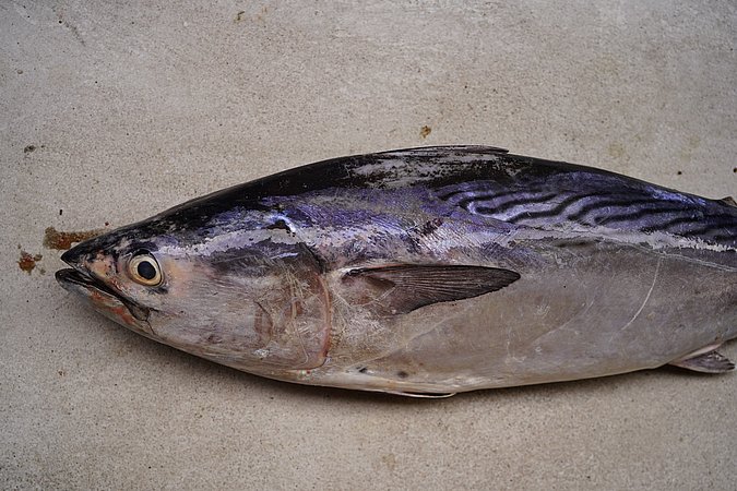 Image S101-2 of sample S101 (species: Euthynnus affinis) / © © Johann Heinrich von Thünen Institute