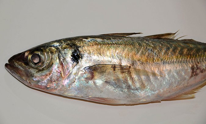 Image O045-1 of sample O045 (species: Trachurus indicus) / © Prof. Dr. Reinhold Hanel