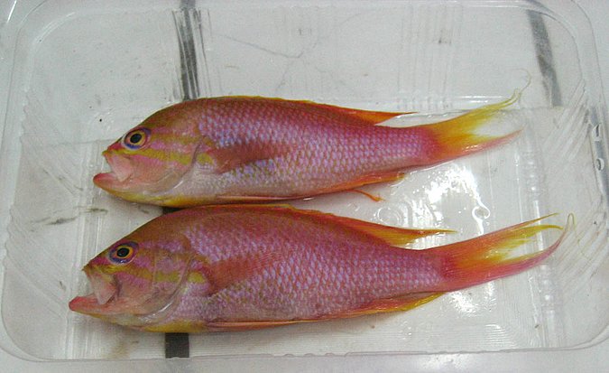 Image Sp300_Sp301-2 of sample Sp301 (species: Anthias anthias) / © Prof. Dr. Reinhold Hanel