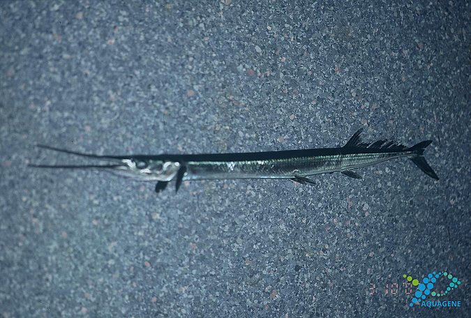 Image B182_____0282 of sample B182 (species: Tylosurus acus rafale) / © Prof. Dr. Reinhold Hanel