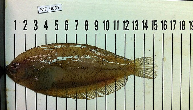 Image MF067-1 of sample MF067 (species: Arnoglossus laterna) / © Prof. Dr. Reinhold Hanel