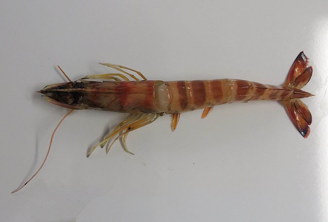 Image Kr19T011 of sample Kr19T011 (species: Penaeus kerathurus) / © Max Rubner-Institut, Institut für Sicherheit und Qualität bei Milch und Fisch, Hamburg