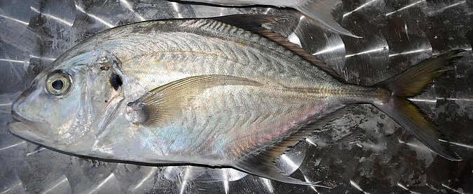 Image O028-1 of sample O028 (species: Platycaranx chrysophrys) / © Prof. Dr. Reinhold Hanel