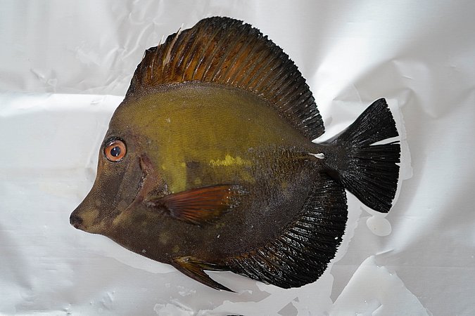 Image T121-7 of sample T121 (species: Zebrasoma scopas) / © Prof. Dr. Reinhold Hanel