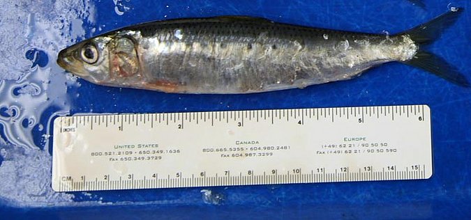 Image UW156473 of sample UW156473 (species: Sardinops sagax) / © University of Washington Burke Museum Fish Collection