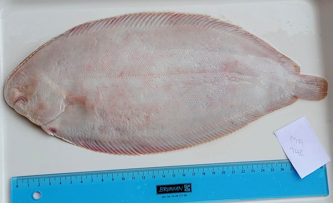 Image MA148-2 of sample MA148 (species: Pegusa lascaris) / © Prof. Dr. Reinhold Hanel