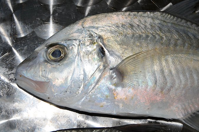 Image O027-1 of sample O027 (species: Megalaspis cordyla) / © Prof. Dr. Reinhold Hanel