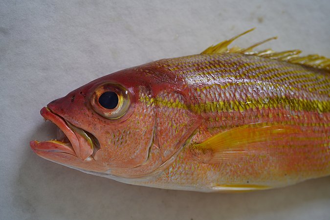 Image S141-3 of sample S141 (species: Lutjanus madras) / © © Johann Heinrich von Thünen Institute