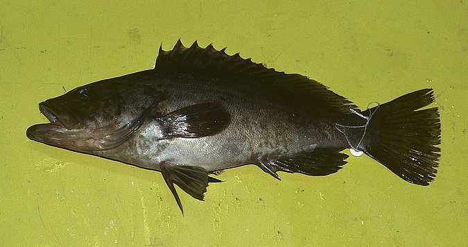 Image B167_____0232 of sample B167 (species: Epinephelus costae) / © Prof. Dr. Reinhold Hanel