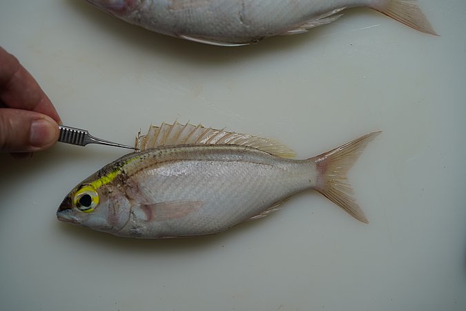 Image S172-1 of sample S172 (species: Scolopsis frenata) / © © Johann Heinrich von Thünen Institute