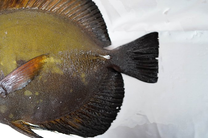 Image T121-3 of sample T121 (species: Zebrasoma scopas) / © Prof. Dr. Reinhold Hanel