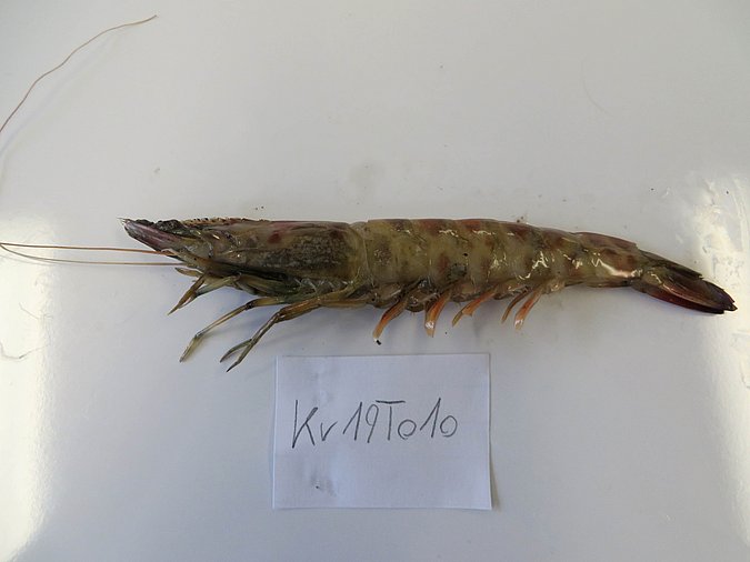 Image Kr19T010 of sample Kr19T010 (species: Penaeus kerathurus) / © Max Rubner-Institut, Institut für Sicherheit und Qualität bei Milch und Fisch, Hamburg