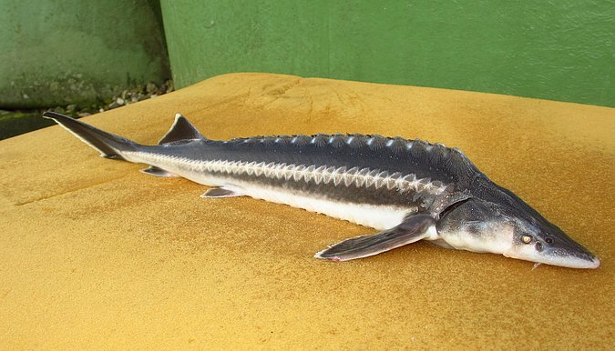 Image LGL_Acipenser_nudiventris_S4-1 of sample LGL_Acipenser_nudiventris_S4 (species: Acipenser nudiventris) / © Prof. Dr. Reinhold Hanel
