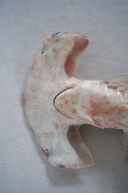 Image S023-2 of sample S023 (species: Sphyrna lewini) / © Prof. Dr. Reinhold Hanel