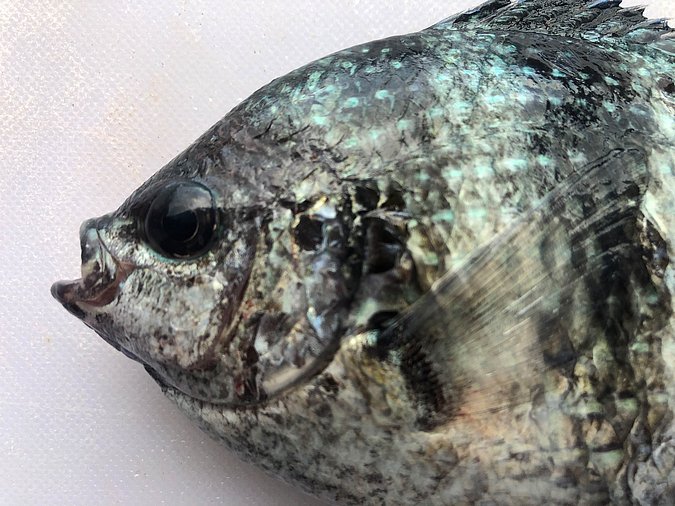 Image S266-2 of sample S266 (species: Abudefduf sexfasciatus) / © Prof. Dr. Reinhold Hanel