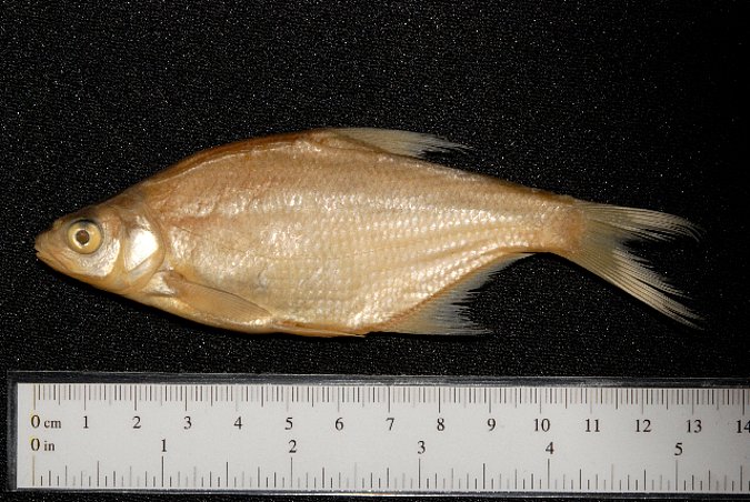 Image ZSM-PIS-037439|ZSM-BayFi 07649 of sample ZSM-PIS-037439|ZSM-BayFi 07649 (species: Abramis brama) / © LGL_SNSB/ZSM