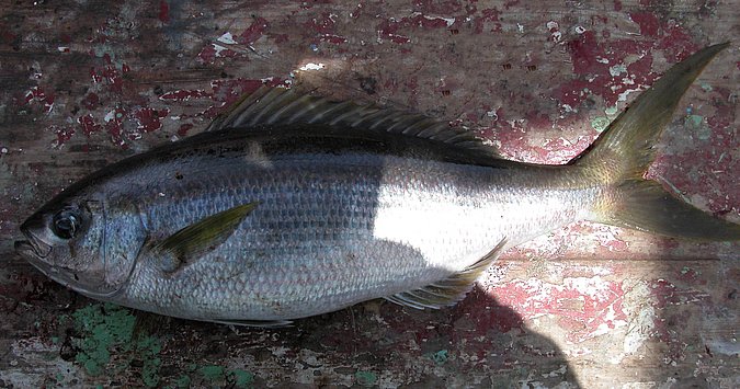 Image KV036-1 of sample KV036 (species: Apsilus fuscus) / © Prof. Dr. Reinhold Hanel