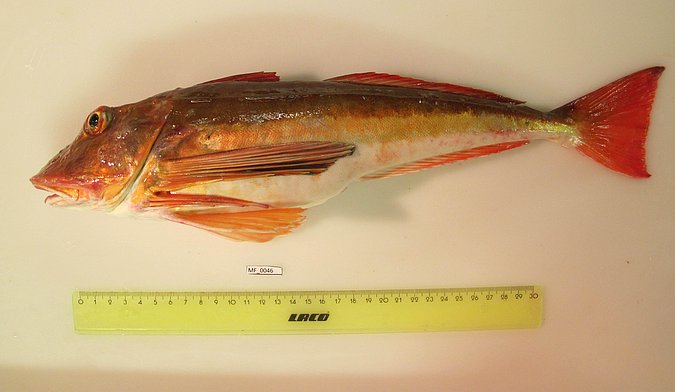 Image MF046-1 of sample MF046 (species: Chelidonichthys lucerna) / © Prof. Dr. Reinhold Hanel