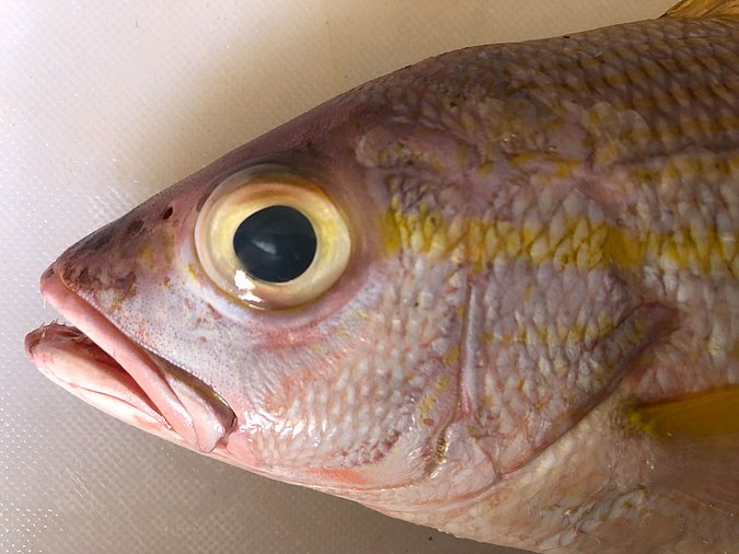 Image S271-2 of sample S271 (species: Lutjanus madras) / © Prof. Dr. Reinhold Hanel